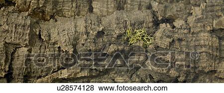 Tree bark View Large Photo Image Stock Photo - Tree bark. Fotosearch
