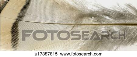 Stock Photography - White and brown feather close up. Fotosearch