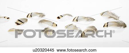 White and brown feathers View Large Photo Image Stock Photography - White and brown feathers. Fotosearch