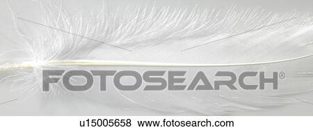 White feather close up View Large Photo Image Stock Photo - White feather close up. Fotosearch
