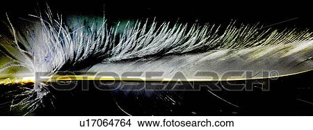 Picture - White feather close up with black background. Fotosearch