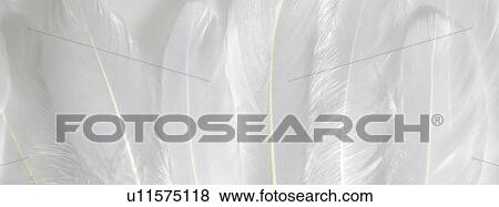 White feathers close up View Large Photo Image Stock Photo - White feathers close up. Fotosearch