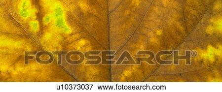 Stock Photo - Autumn leaf close up. Fotosearch