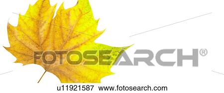 Autumn leaf View Large Photo Image Stock Photo - Autumn leaf. Fotosearch