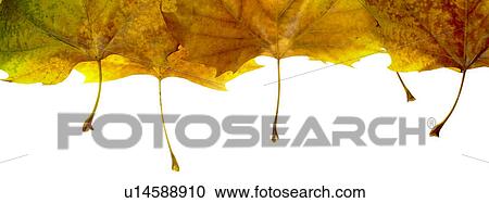 Autumn leaves View Large Photo Image Stock Image - Autumn leaves. Fotosearch