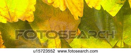 Stock Image - Autumn leaves. Fotosearch