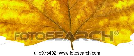Autumn leaves View Large Photo Image Stock Image - Autumn leaves. Fotosearch