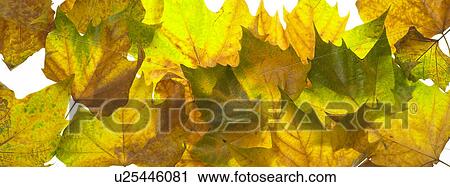 Autumn leaves View Large Photo Image Stock Image - Autumn leaves. Fotosearch