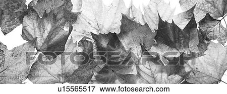 Stock Photo - Autumn leaves. Fotosearch