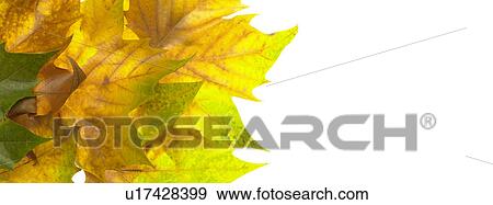 Autumn leaves View Large Photo Image Stock Photo - Autumn leaves. Fotosearch
