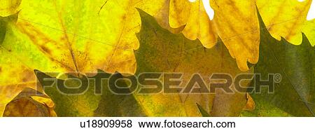 Stock Photo - Autumn leaves. Fotosearch