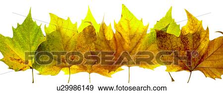 Autumn leaves View Large Photo Image Stock Photo - Autumn leaves. Fotosearch