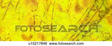 Stock Photograph - Autumn leaves. Fotosearch