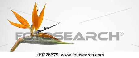 Bird of Paradise Flower View Large Photo Image Stock Photo - Bird of Paradise Flower. Fotosearch