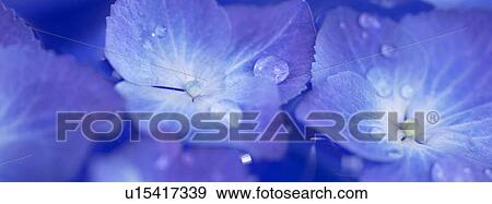 Blue Hydrangea flowers with dew View Large Photo Image Stock Photo - Blue Hydrangea flowers with dew. Fotosearch