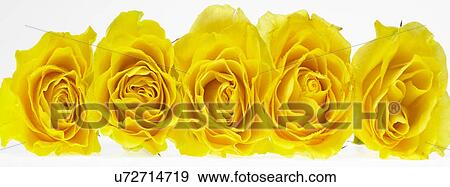 Stock Photo - Five yellow roses in a row. Fotosearch