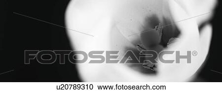 Stock Image - Flower. Fotosearch