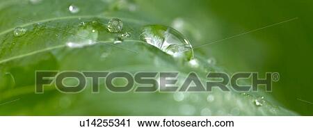 Stock Image - Green leaves with dew. Fotosearch