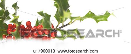Stock Image - Holly. Fotosearch