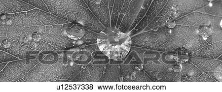 Stock Photo - Leaf with dew. Fotosearch