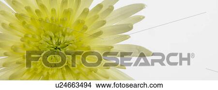 One Chrysanthemum View Large Photo Image Picture - One Chrysanthemum. Fotosearch