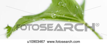 Stock Photo - One green leaf with dew. Fotosearch