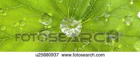 Stock Photo - One green leaf with dew. Fotosearch