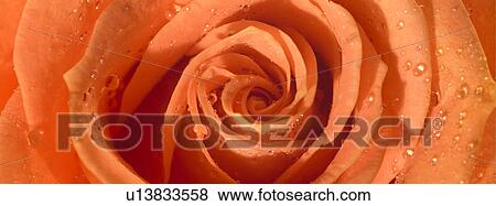 One orange Rose with dew View Large Photo Image Stock Photo - One orange Rose with dew. Fotosearch