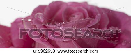 Stock Image - One pink Rose with dew. Fotosearch