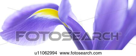 Picture - One purple Iris flower. Fotosearch