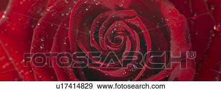 Stock Photo - One Red Rose with dew. Fotosearch