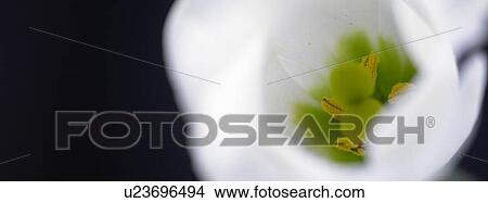 One white Flower View Large Photo Image Picture - One white Flower. Fotosearch