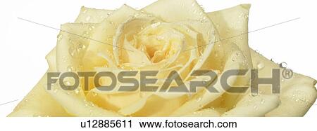 Stock Image - One white Rose with dew. Fotosearch