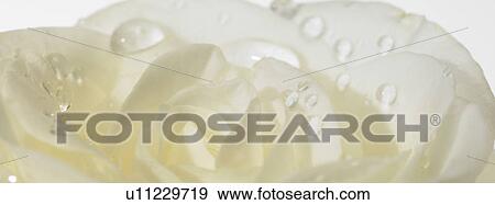 Stock Photo - One white Rose with dew. Fotosearch