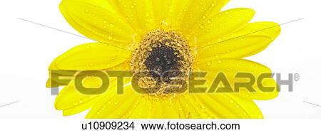 Picture - One yellow gerbera flower. Fotosearch