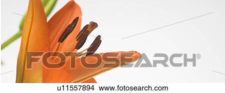 Orange lily View Large Photo Image Picture - Orange lily . Fotosearch