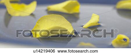 Stock Photograph - Petals in water. Fotosearch