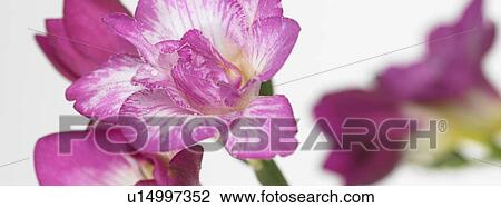 Stock Image - Pink flowers. Fotosearch