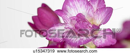 Pink freesia flowers View Large Photo Image Stock Photo - Pink freesia flowers. Fotosearch