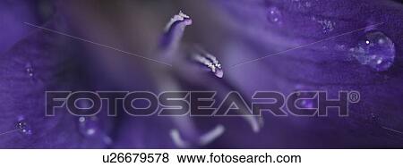 Purple iris close up View Large Photo Image Stock Photo - Purple iris close up. Fotosearch