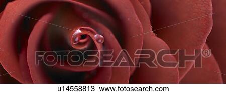 Red Rose close up View Large Photo Image Stock Image - Red Rose close up. Fotosearch