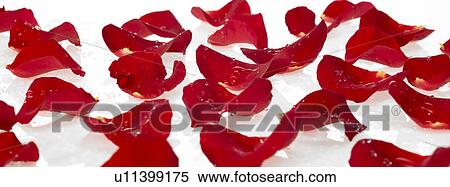 Red Rose Petals with dew View Large Photo Image Stock Photography - Red Rose Petals with dew . Fotosearch