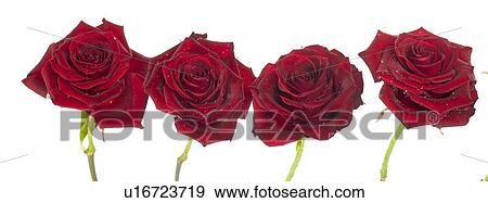 Stock Photo - Red Roses. Fotosearch