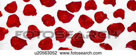 Stock Image - Rose Petals. Fotosearch