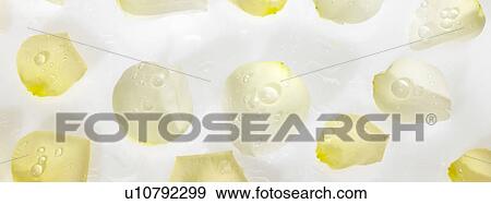 Rose Petals View Large Photo Image Stock Photo - Rose Petals. Fotosearch