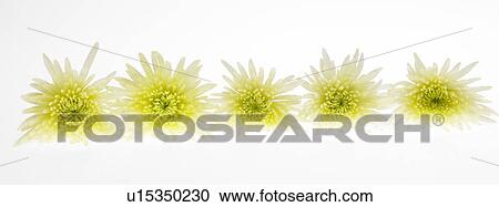 Stock Image - Row of five Chrysanthemum flowers. Fotosearch