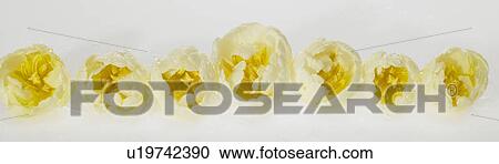 Stock Image - Row of seven white Tulips. Fotosearch