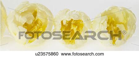 Stock Image - Row of three white Tulips. Fotosearch