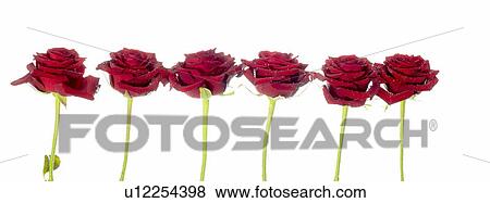 Stock Photo - Six Red Roses in a row. Fotosearch