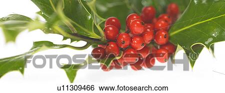 Sprig of Holly View Large Photo Image Stock Photograph - Sprig of Holly. Fotosearch